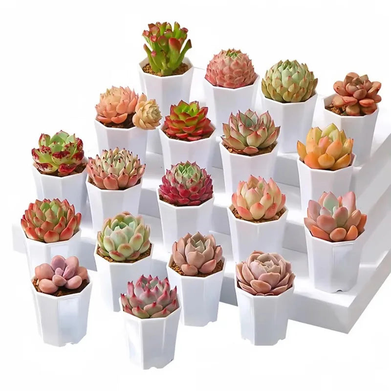 10/20pcs Octagonal Flower Pots Plastic White Planters with Drainage Holes for Indoor Outdoor Gardening Home Decor Succulents TMZ