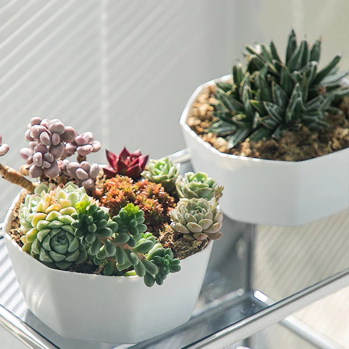 1PC succulent plant flowerpot large caliber flowerpot