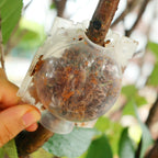 Plant Rooting Ball Propagation Root Box Reusable Plant Root Breeding Ball Garden Cuttings Grafting High Pressure Propagation Pot