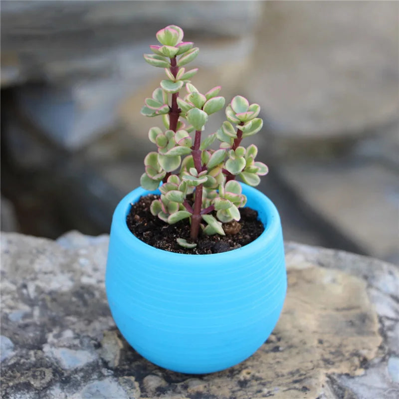 Succulent Plants Flower Pot Flower Pots Mini Desk Plants Succulents Pot Home Garden Decoration Nursery Pots Home Decor TMZ