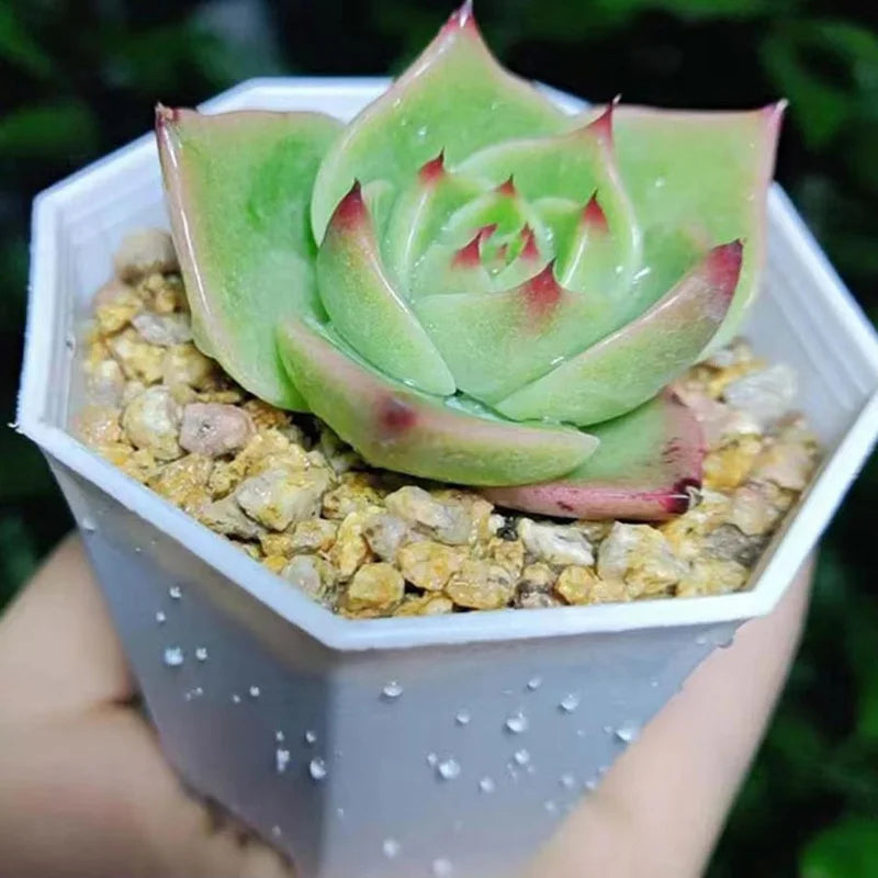 10/20pcs Octagonal Flower Pots Plastic White Planters with Drainage Holes for Indoor Outdoor Gardening Home Decor Succulents TMZ