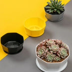 1PC succulent plant flowerpot large caliber flowerpot