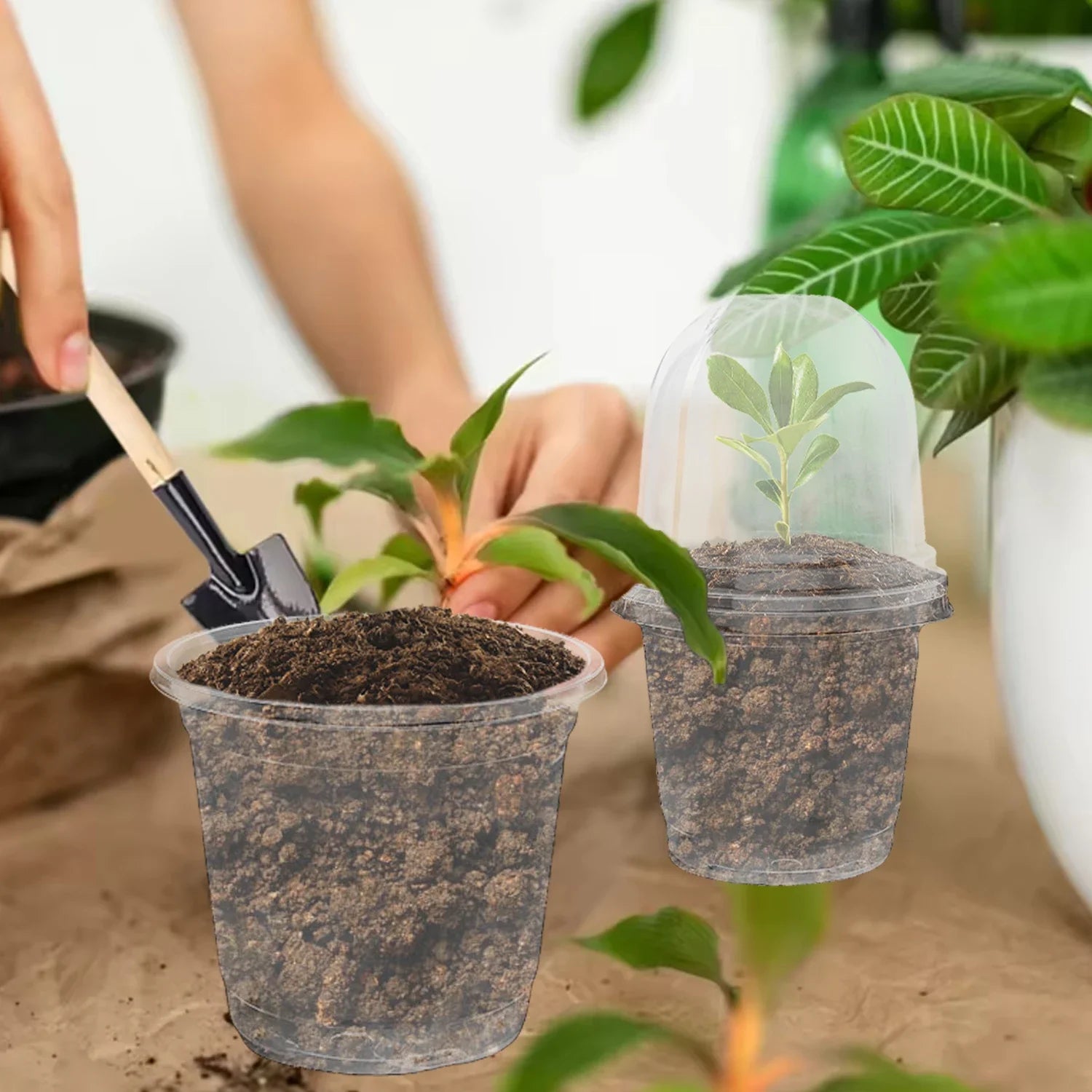 5Pcs Seedling Nursery Pots Transparent Pastic Flower Plant Seed Stater Cup with Cover Garden Mini Flowerpot Humidity Dome
